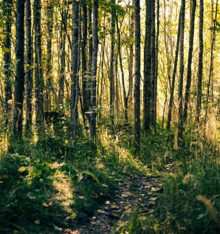 Skog