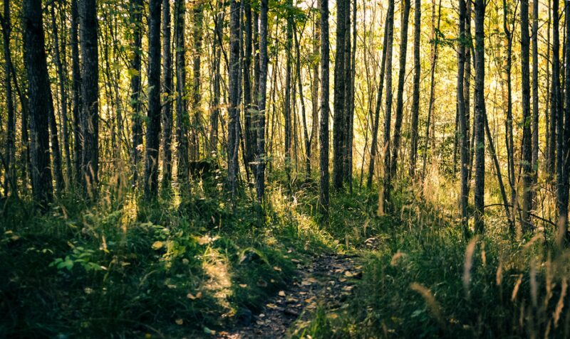 Skog